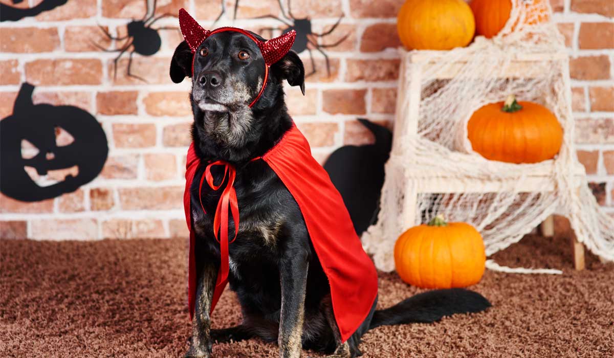 Dog Costumes for Halloween That Are Just Too Damn Adorable